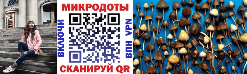 цена   Королёв  Псилоцибиновые грибы Cubensis 